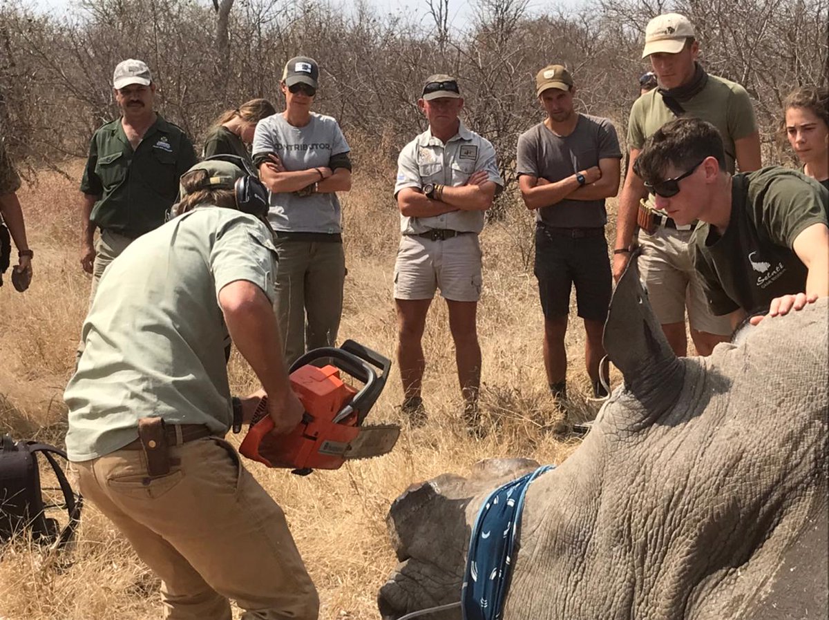 EcoTraining's tweet photo. Today is #WorldRhinoDay #WRD2021! π¦ π¦
#Rhino dehorning is seen as a temporary measure to prevent the killing of a #rhino for its #horn by poachers. Dehorning at #Selati reasearch #EcoTraining #TrailsGuide group ready to assist.
Photo credit: Steve Baillie https://t.co/VqVjDeIt58