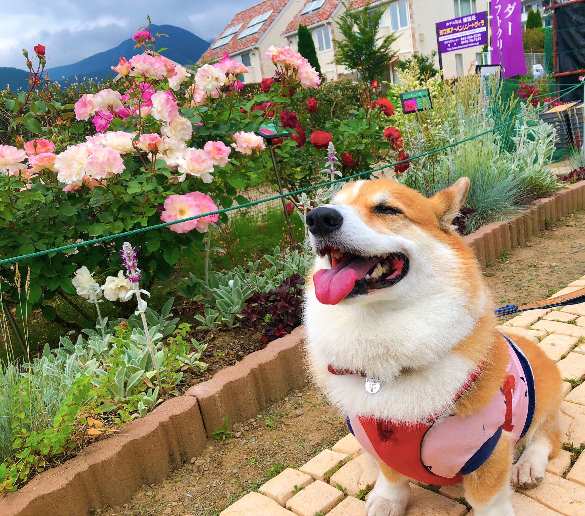 コーギー ぽてち Potechi Corgi Twitter