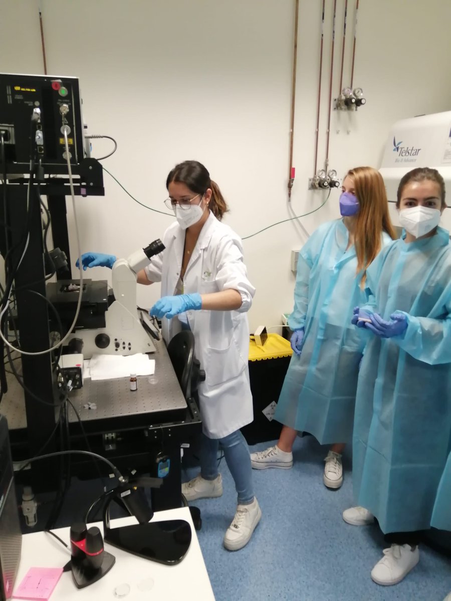 Al laboratori de "smart-nano-bio-devices" els estudiants van fer tot el procés de marcatge fluorescent dels diferents components de la cèl·lula  i del #nanomotors, per després evaluar-ne la seva internalització! 🔬🧫