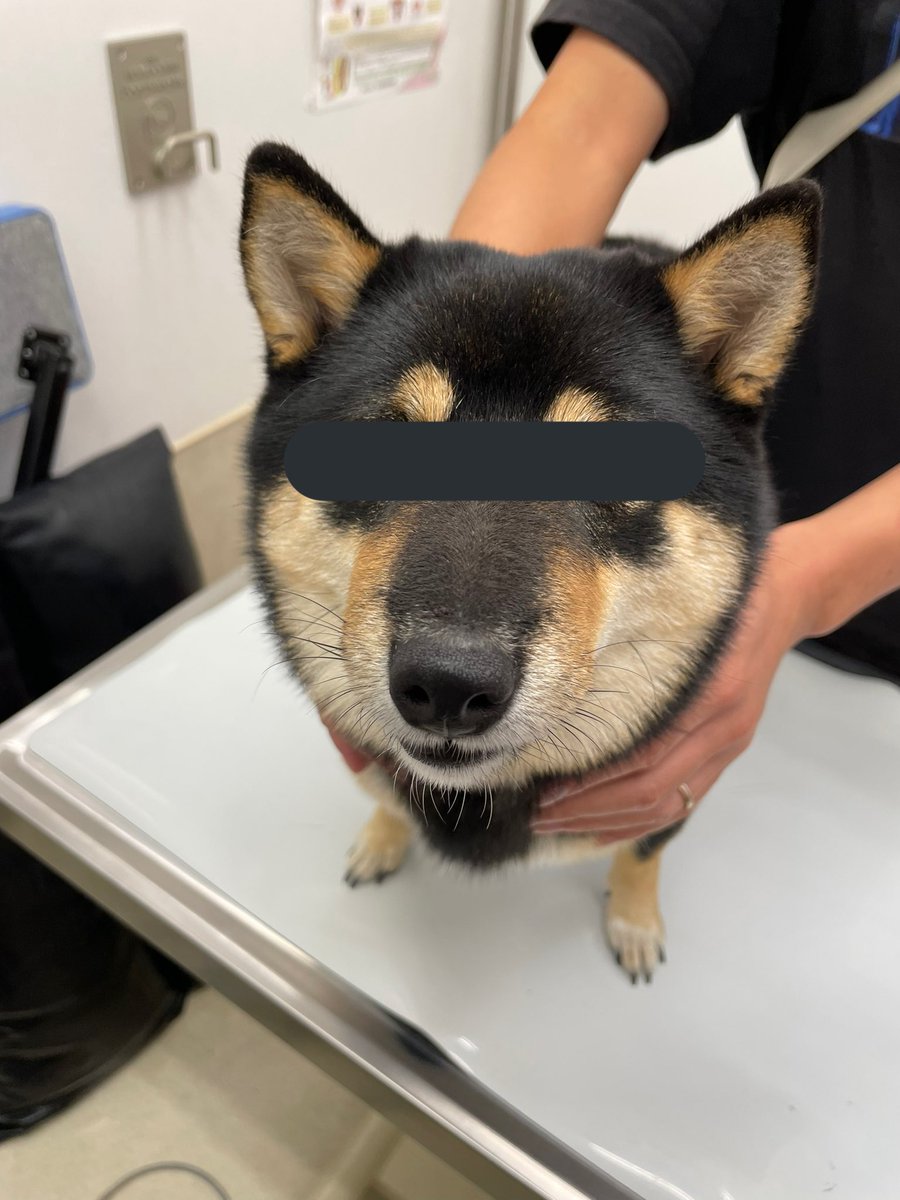ট ইট র 犬猫寄付おじさん 菖蒲谷友彬 まるペットクリニック マダニはお薬で駆除できますが マムシは防ぎようがないですからね コーギーさんは私も突っ込むイメージです ট ইট র 犬猫寄付おじさん 菖蒲谷友彬 まるペットクリニック マダニはお薬で駆除できますが マムシは防ぎようがないですからね コーギーさんは私も突っ込むイメージです