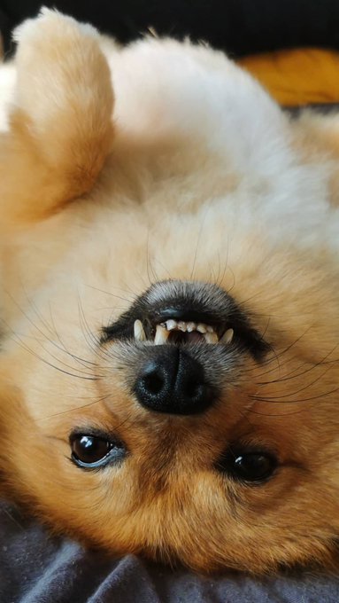 Chuck says hi! #Pomeranian #dogsoftwitter #chucktastic https://t.co/G2scGvrtBI<a href="/tag/pomeranian"class="tags">#Pomeranian</a><a href="/tag/dogsoftwitter"class="tags">#dogsoftwitter</a><a href="/tag/chucktastic"class="tags">#chucktastic</a>