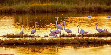 VisitFVG's tweet photo. Settembre rosa e oro nella  Riserva Naturale Valle Cavanata 🦩✨🦩✨
. 
Li avete mai visti i #fenicotteri a #Grado? 😍
.
📷 Margitta Thomann
.
#Fossalon di #Grado #FVGlive https://t.co/o60zbVdrXv