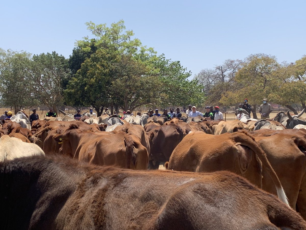DevFinEconomist's tweet photo. 1. With the support of @ZRBFZIM @apt_zimbabwe cattle farmers from Nkayi and Bubi were hosted by @Makera_Cattle to learn about beef cattle breeds done at the farm #Brahaman, #Simbra,#Tuli, #Bonsmara,#Simmenta, #Wagyu https://t.co/PH814boHZk