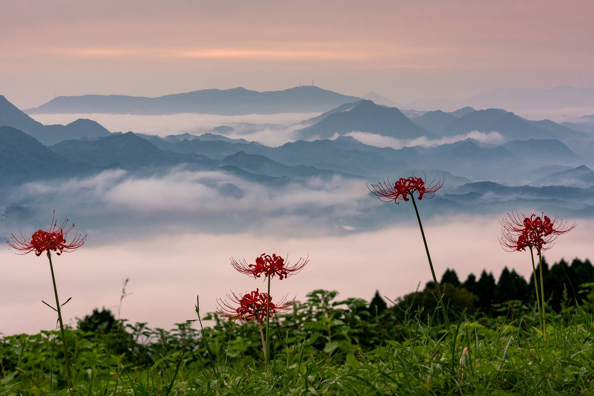 彼岸花と雲海②

#ニコン 
#D750
#NIKON　
#art_of_japan_ 
#fineartzone 
#photo_jpn #photo_travelers
#東京カメラ部
#1x_japan
#Rox_Captures
#instagramjapan 
#globalcapture