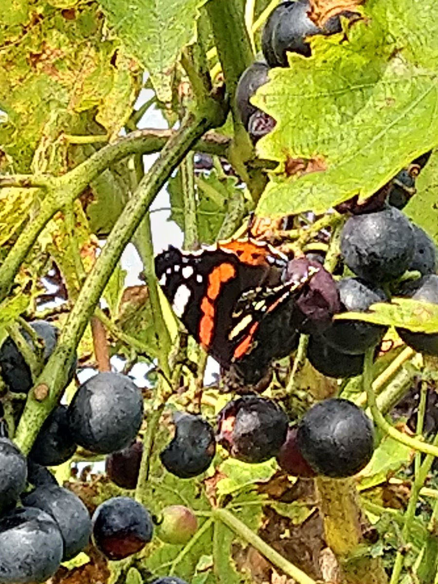 By drinking the grapefruit juice all day long, these butterflies will be drunk ! 🤪🍇🤣🤣
#funnyfacts #Butterflies #garden #grapefruit #NaturePhotography