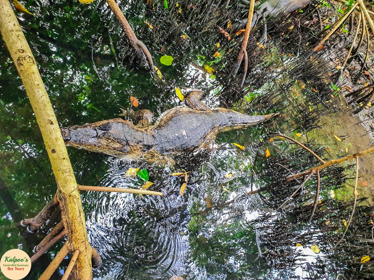 Spectacled caimans can reach 6.5 to 8 feet in length and 15 to 88 pounds of weight. 🐊
#spectacledcaiman #SwampCreatures #kalpoos #birdsanctuary #ibis #tours