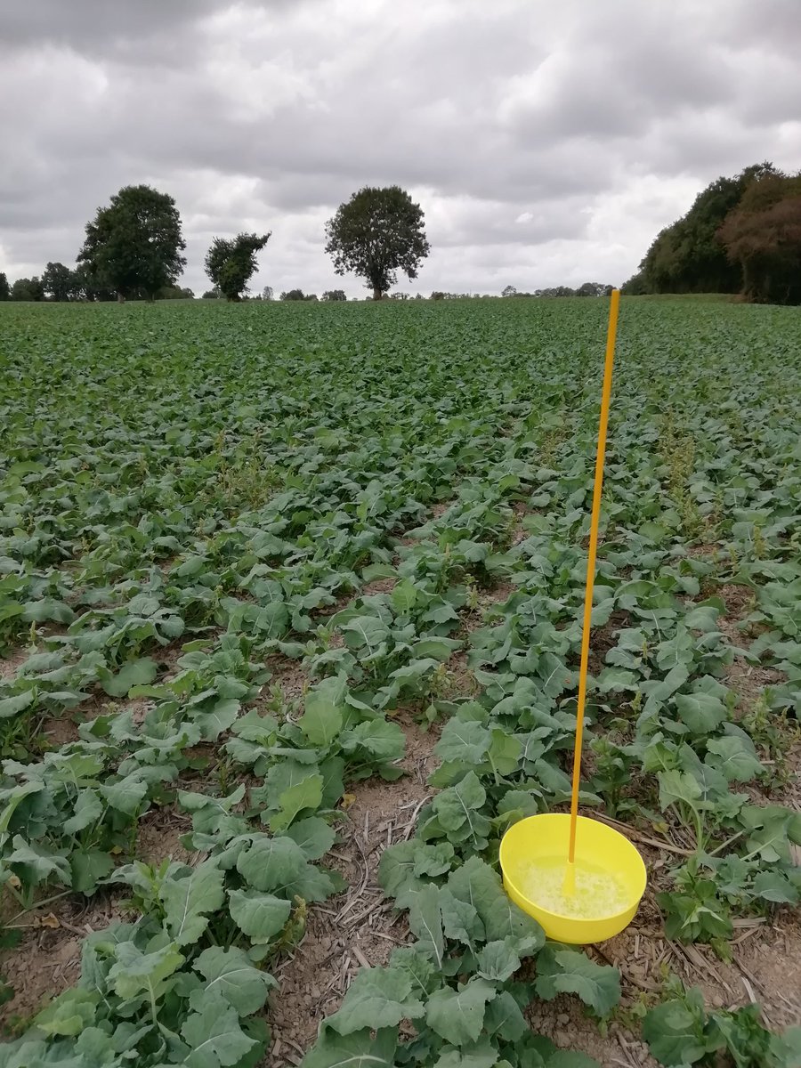 Les cuvettes jaunes sont des pièges à insectes. Après comptage et contrôles dans la parcelle, si le seuil de nuisibilité n'est pas atteint : on ne traite pas ! 👍 
#environnement #colza #insectes #abeilles