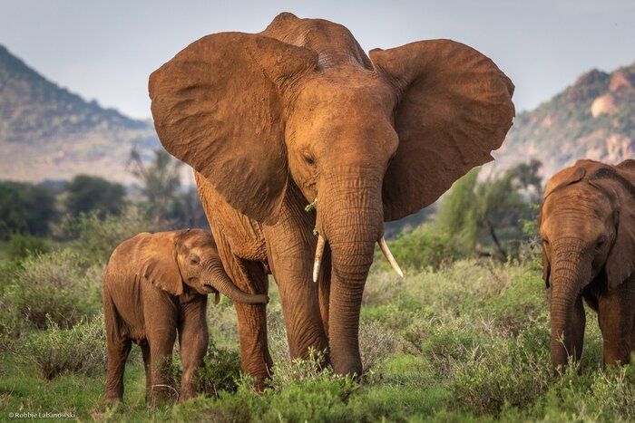 GlobalElephants's tweet image. A new study shows that poaching leaves longer-term effects on #elephants -- orphaned juvenile elephants have less chance of survival in a herd and losing them has a significant impact on population growth or decline. buff.ly/3AkjoOk