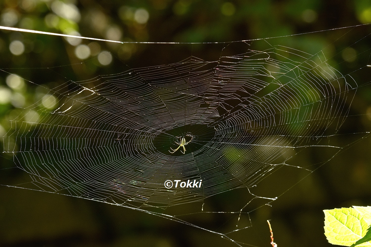 Tokki シロカネグモ類の網が朝日で綺麗に見えました チュウガタシロカネグモのようです シロカネグモは水平網なのでうまく撮れません 無理に網とカメラの角度を合わせると水平網らしさが失われます 難しいですね 21 9 16 相模野台地 チュウガタ