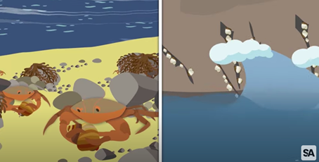 science_castle's tweet photo. COMO SURGEM NOVAS ESPÉCIES? UMA HISTÓRIA CONTADA POR CARACÓIS MARINHOS – Alguma vez te perguntaste como é que os organismos se adaptam a condições ambientais tão diferentes entre a maré baixa e a maré alta? Vem conhecer a história de algumas espécies de caracóis marinhos https://t.co/V7Wk97PK7Q
