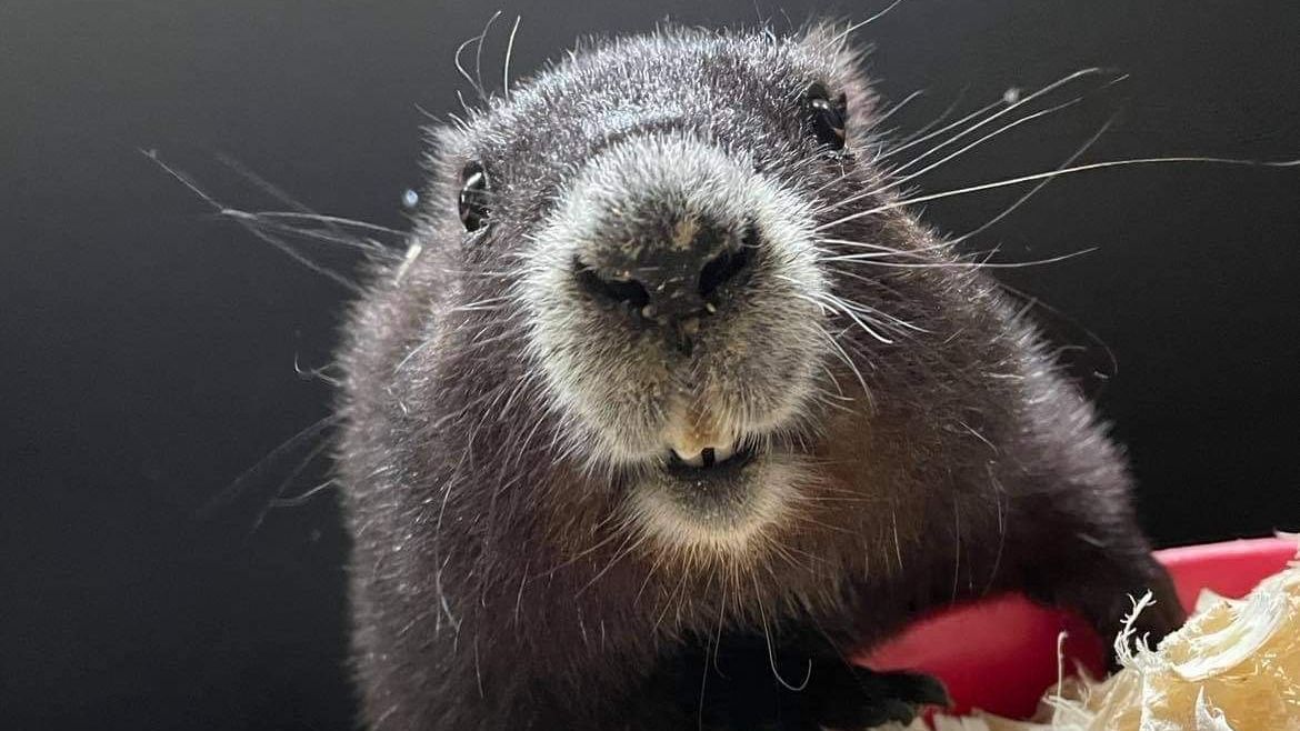 TheTorontoZoo's tweet image. It&apos;s Science Literacy Week! Take a read at the Zoo&apos;s Jessica Aymen&apos;s article on the Vancouver Island marmots and their hibernation challenges:
onlinelibrary.wiley.com/doi/abs/10.100… #SciLit #ScienceLiteracyWeek
