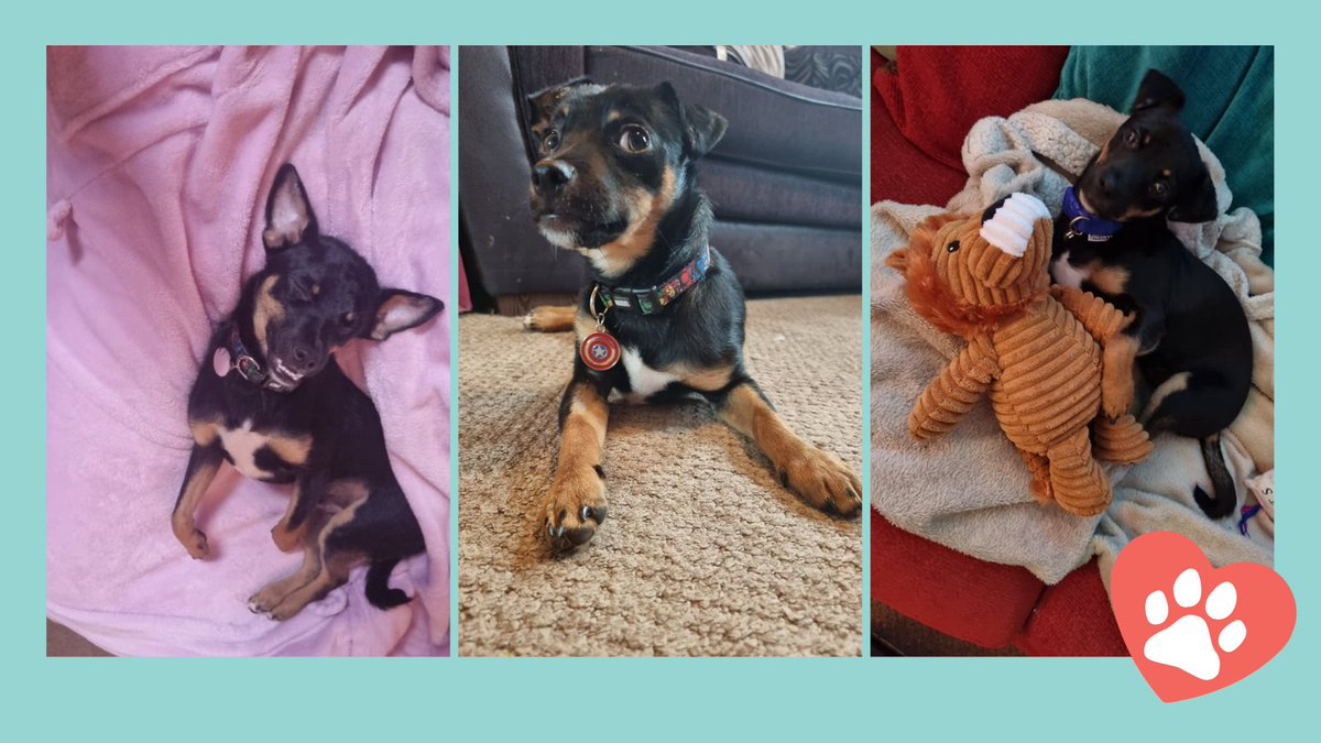We've had a great update from Jack's owners about how he's getting on, "We couldn't have wished for a better puppy than Jack, he’s brought so much happiness into mine and my partner’s eyes and we are so grateful to have had the opportunity to adopt him."

Full story on website.