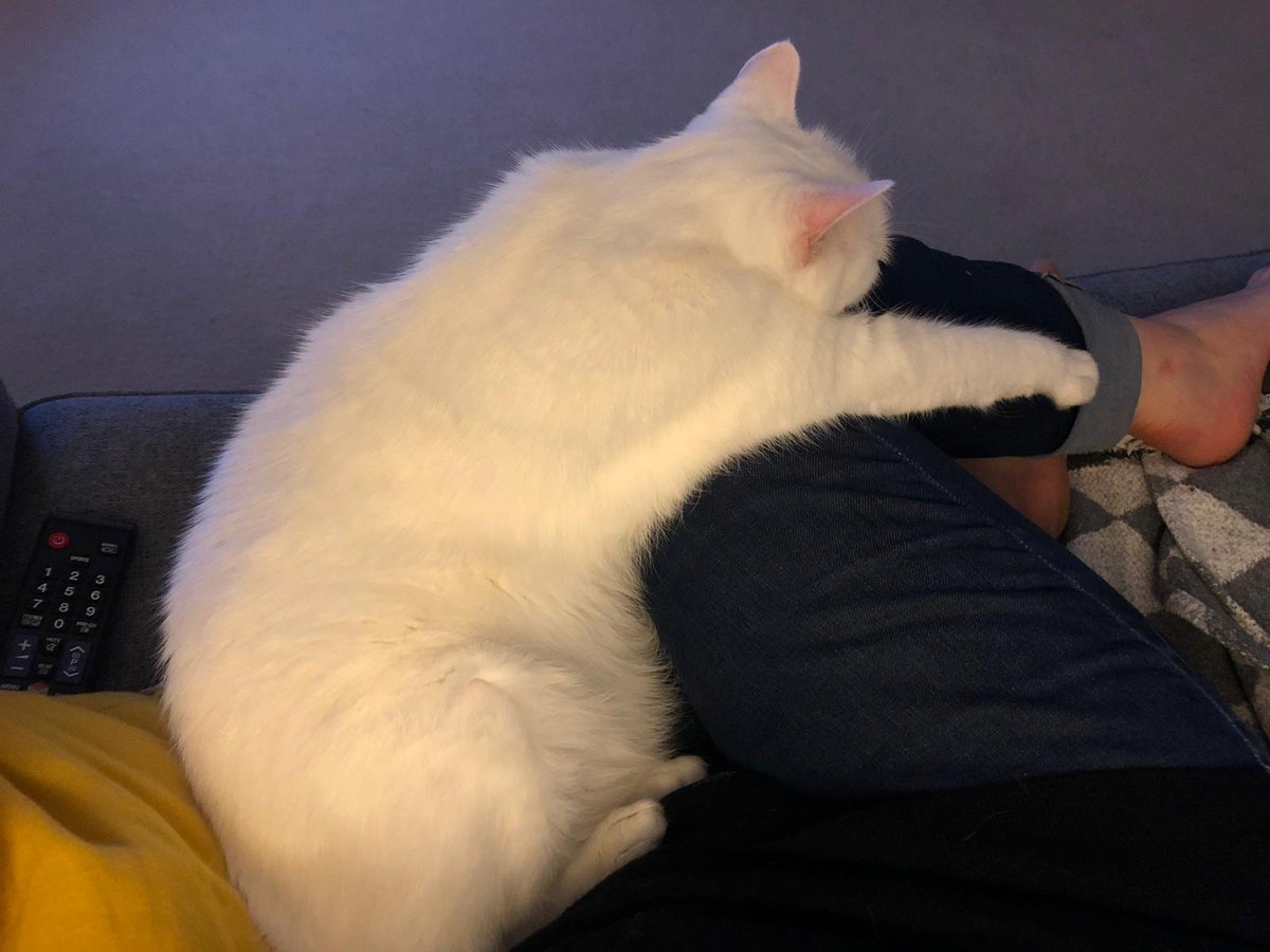oreo_carpenter's tweet photo. Me and my best mate Mittens.  We having a nap together 

#nap #blackandwhite #Naptime #snooze #bestmates #bestmate #catsanddogs https://t.co/PBLz3G8tjh