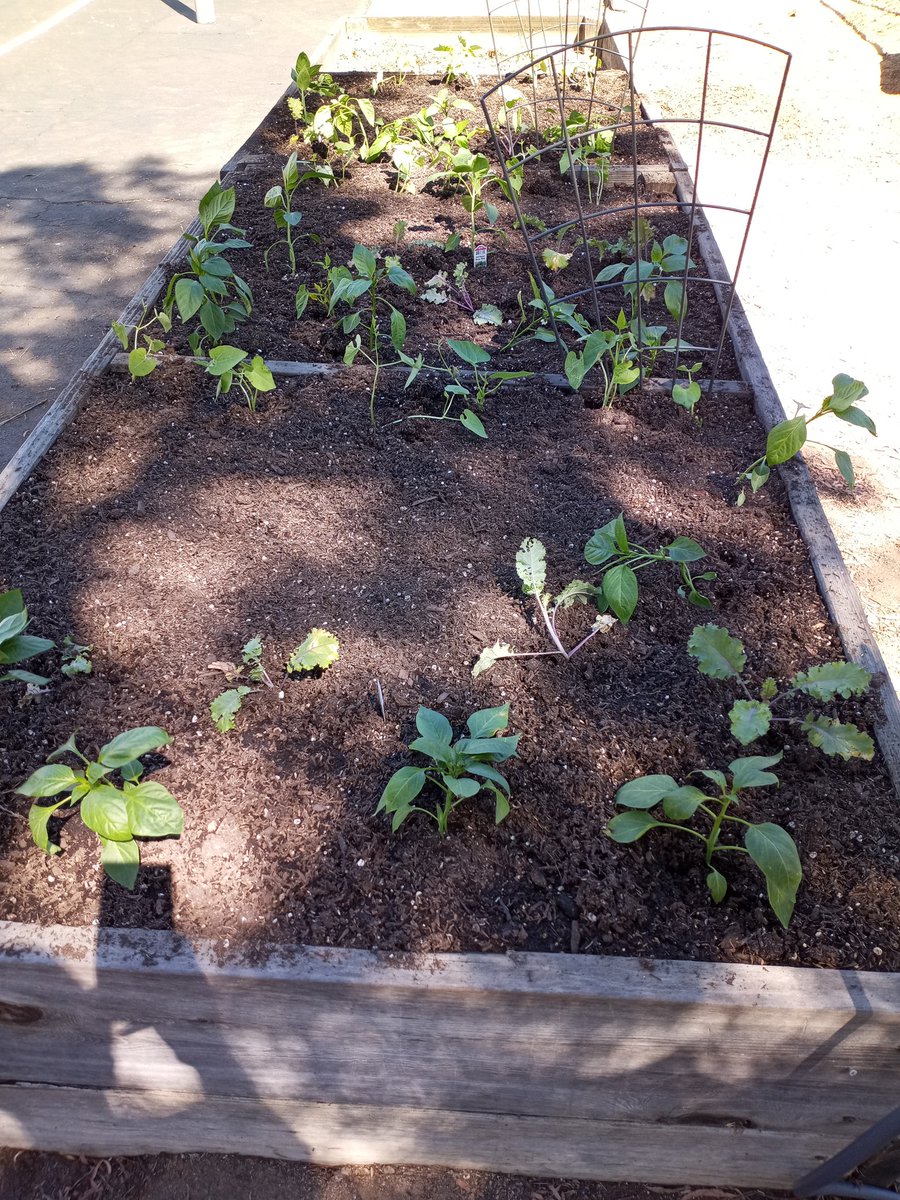 Today, I helped 1st grade students from Ms. Denny's, Ms. Scweikhard's, and @mshollowell's classes start a <a href="/WilliamHFrazie2/">William H. Frazier Elementary</a> garden. A big thanks to our PTSA for helping fund it, and Ms. Denny for taking the lead and lending her expertise. #FUESD #FrazierFam