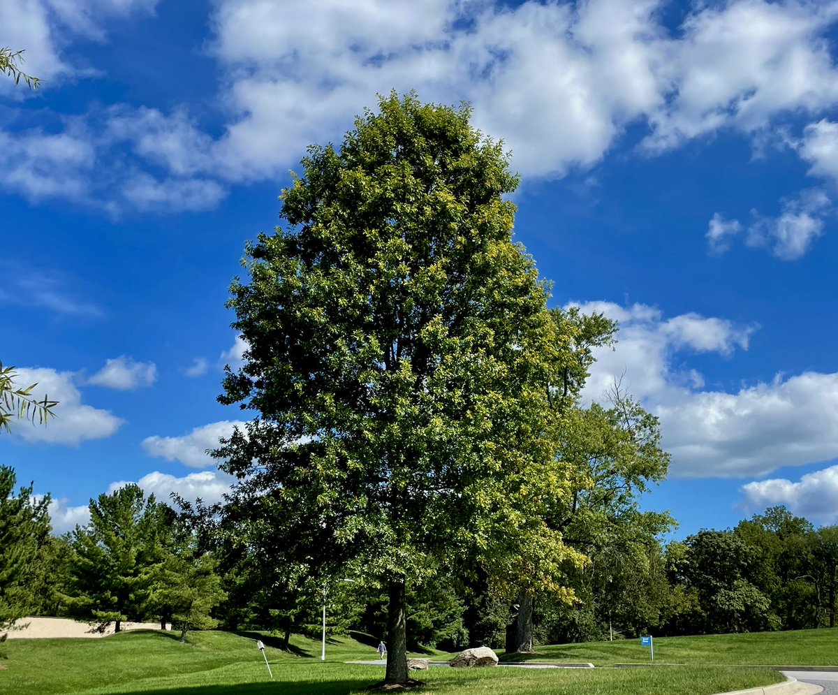 Mileah Kromer tweet media