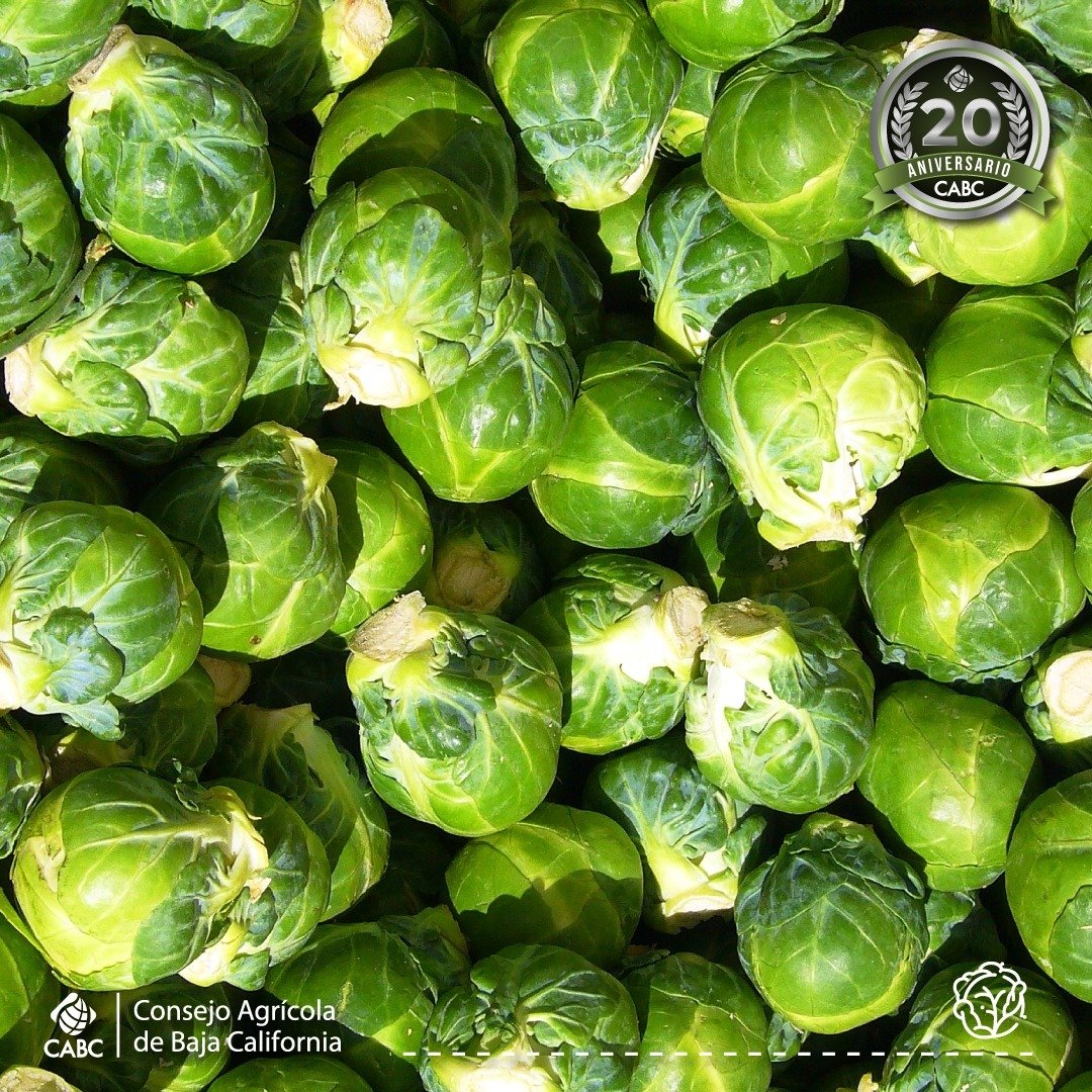 Consejo Agrícola de Baja California tweet media