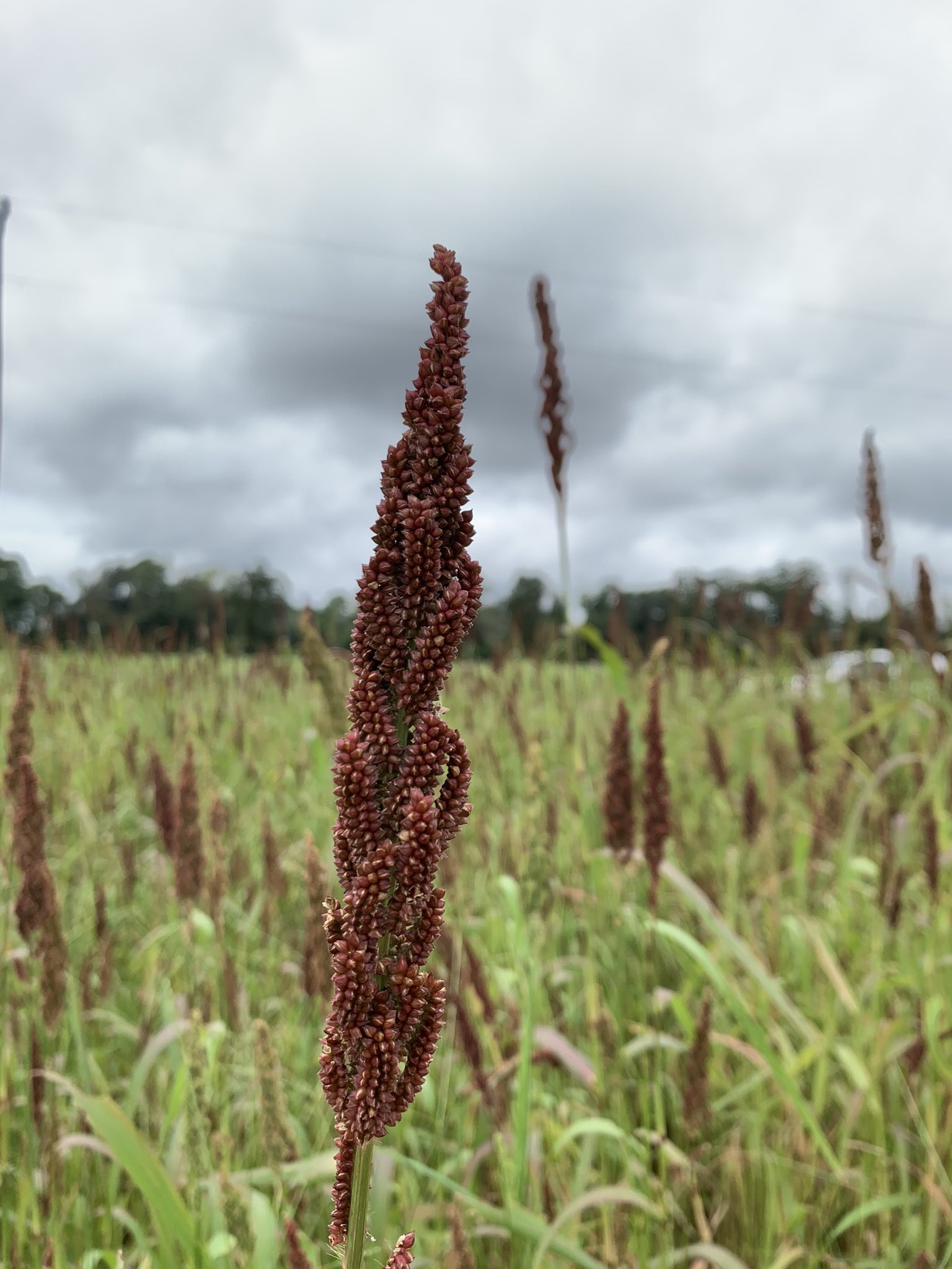 Red Millet Plant