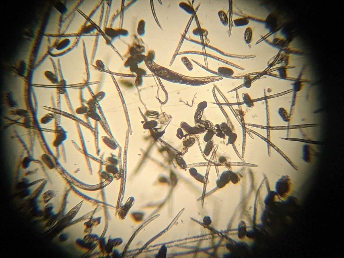 Billy Crow tweet media