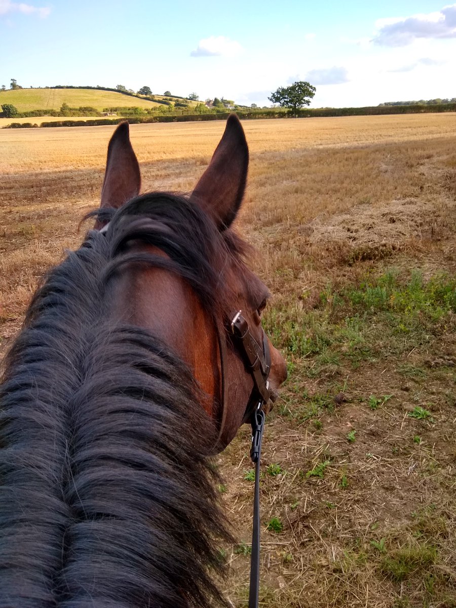 Late summers evening with my girl. #lovemypony #thoroughbred #exracehorse #septemberdays #dayoff