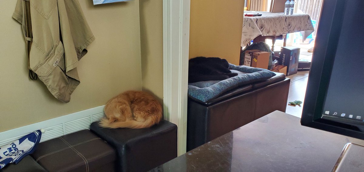 Bob The Cat (@kingbobthecat) on Twitter photo 