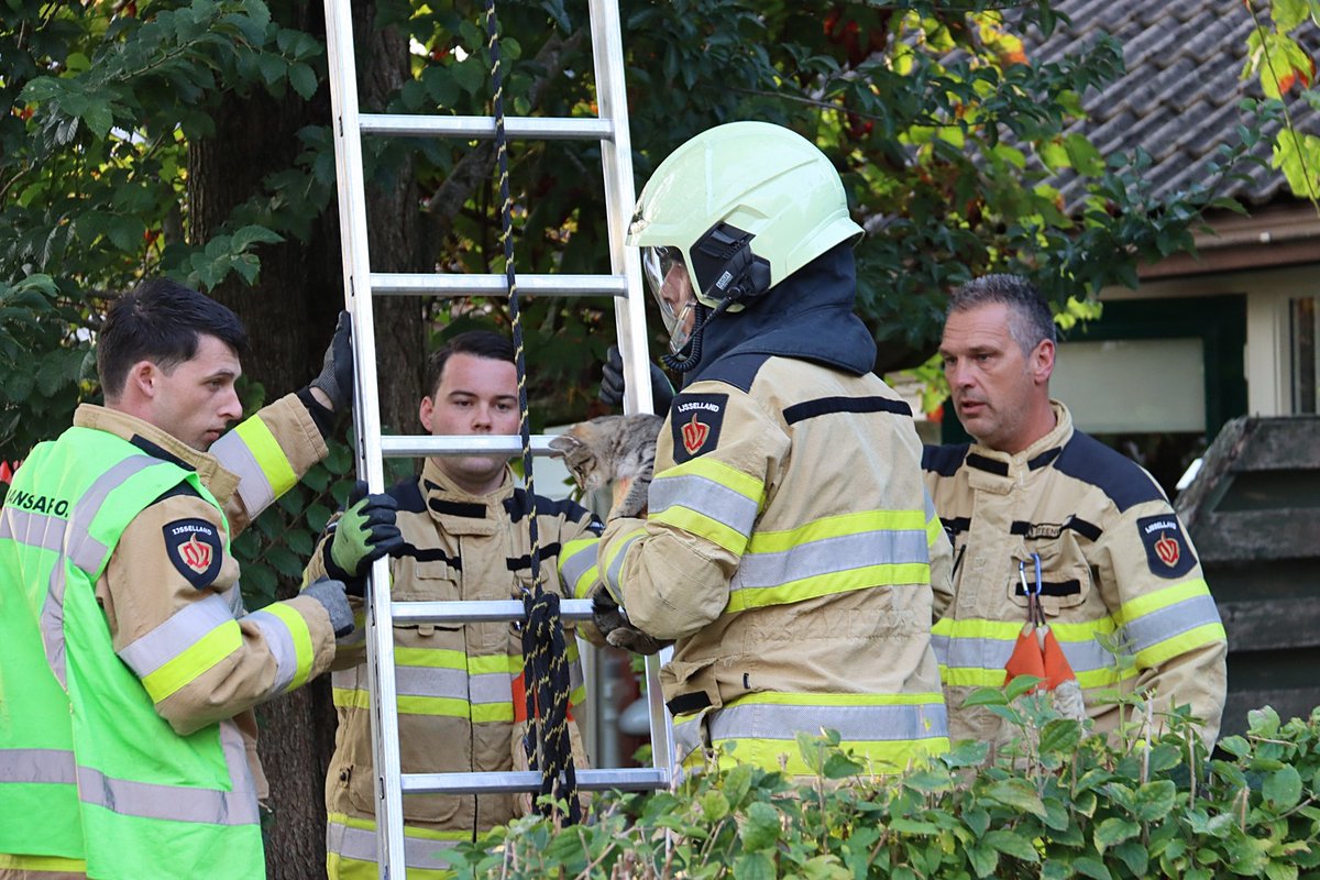 Brandweer redt poes uit de boom aan de Tulpstraat in Steenwijk (Foto's) |. | #Steenwijk.
