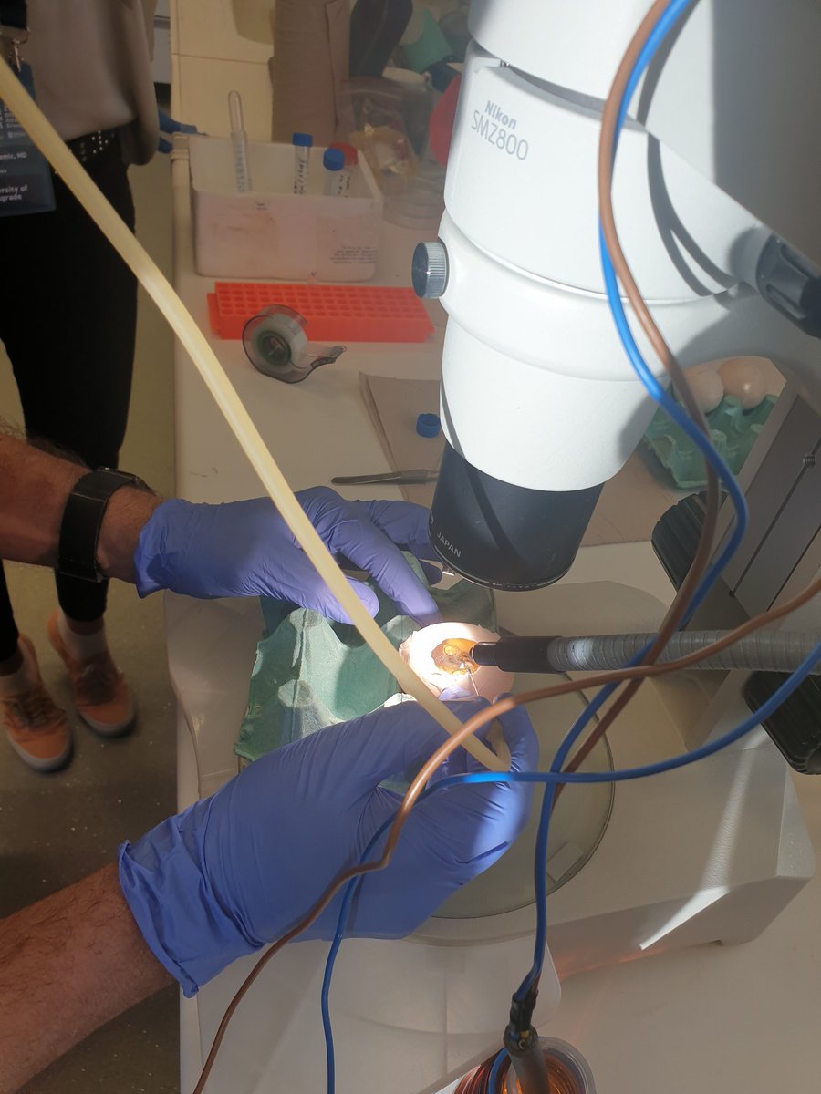 CarsanaEmma's tweet photo. Thanks to the excellent teachers of @BRFAA_IIBEAA for this training on stereotactic brain injection and electroporation. It was a real satisfaction to get to know these techniques and practice with you. 
#ESNadvancedschool
#WeAreNeurochemistry
@ESNsociety @ISN_society https://t.co/3bsarflLas