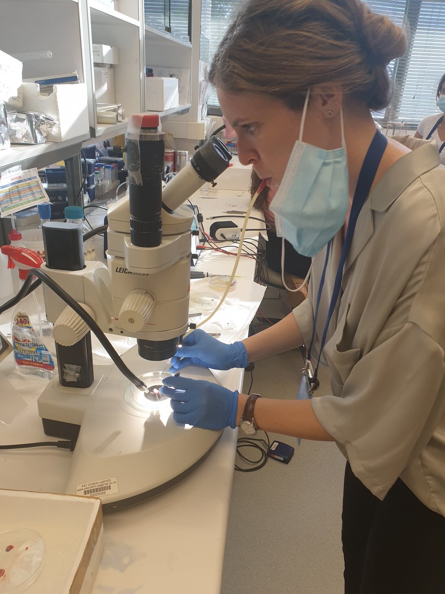 Thanks to the excellent teachers of <a href="/BRFAA_IIBEAA/">Biomedical Research Foundation Academy of Athens</a> for this training on stereotactic brain injection and electroporation. It was a real satisfaction to get to know these techniques and practice with you. 
#ESNadvancedschool
#WeAreNeurochemistry
<a href="/ESNsociety/">ESN</a> <a href="/ISN_society/">International Society for Neurochemistry (ISN)</a>