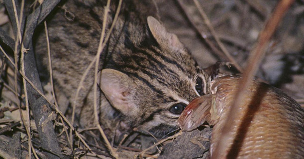 MongabayIndia's tweet photo. Twice the size of a house cat and nocturnal by nature, the fishing cat is known to feed on fish, frogs, crustaceans, snakes, and birds, and scavenges on the carcasses of larger animals.
#BeyondProtectedAreas #Odisha #Chilika #Wildlife #fishingcat https://t.co/yHr1BYZRwc https://t.co/gJKHG3IRbD