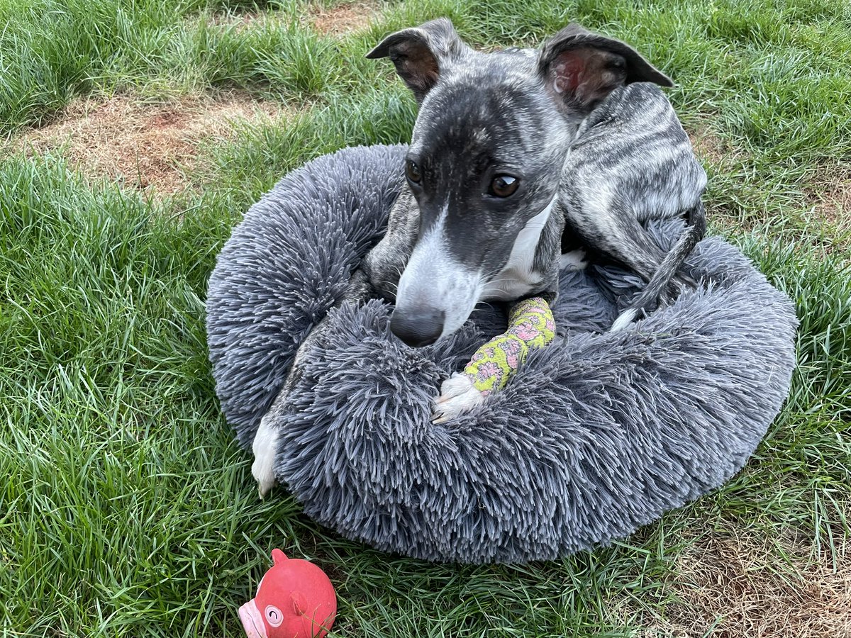 Louise Howson tweet media