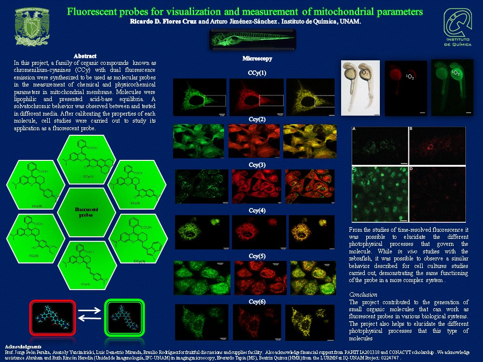 Hi <a href="/LatinXChem/">LatinXChem</a>, this is our work titled “Fluorescent probes for visualization and measurement of mitochondrial parameters” #OC049 #LatinXChem2021 #LXChemOrg <a href="/JimenezLab1/">BioCheLa - UNAM</a> <a href="/iquimicaunam/">Instituto de Química</a>
 #Fluorescence #mitochondria #zebrafish 

Looking forward to your questions!
