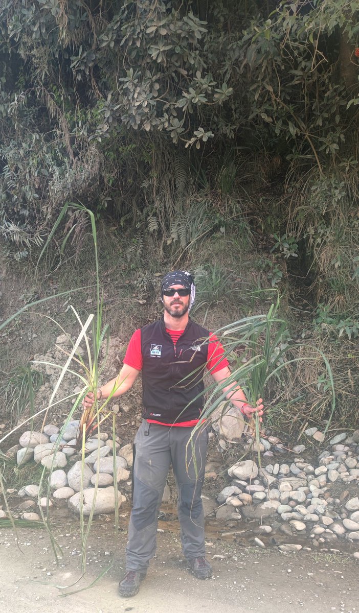 S_Martin_Bravo's tweet image. First contact with the montane cloudy forest in the eastern slopes of the #Andes, Manu National Park. These landscapes and huge #sedges made our day. Look at Pablo's thrilled face after collecting the first #Carex for his Ph.D. Field #Botany can make you very happy!!!😃😃🌱🌱