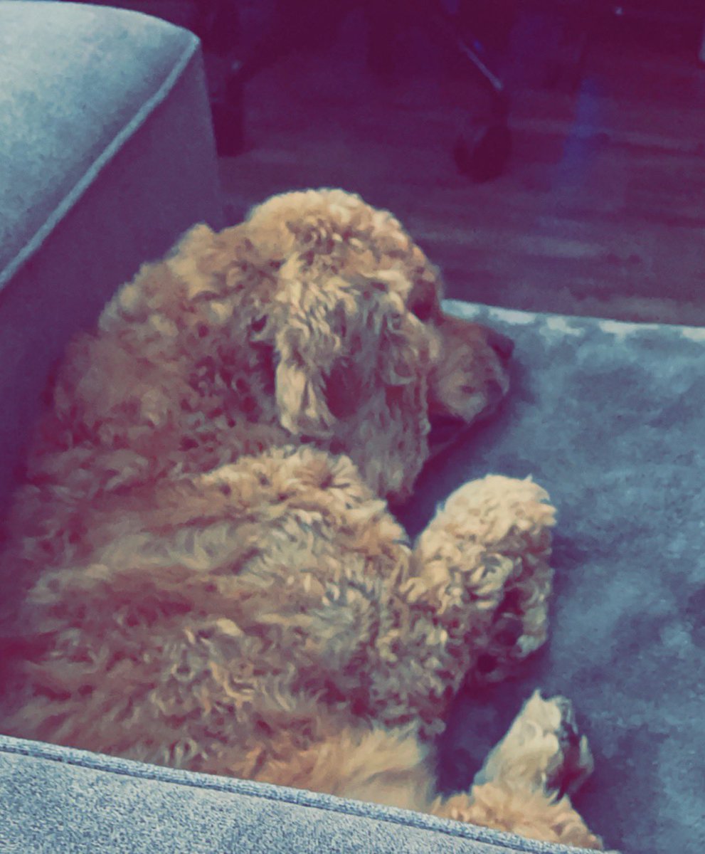 Brucer_Z's tweet photo. Mid-morning Monday naps… 💤 https://t.co/7CPfTBk5Os