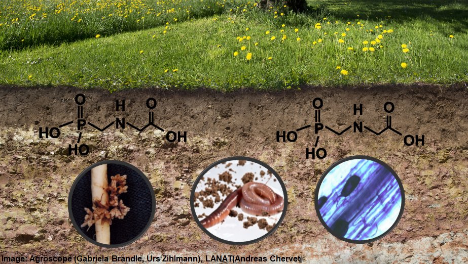 Happy to announce that Agroscope will fund a new PhD project to investigate the impact of pesticides and pesticide mixtures on soil health, soil life, mycorrhizas, soil microbiomes and soil functions. This project will start early next year. <a href="/Agroscope/">Agroscope</a>; @fl_walder; @LutzMerbold