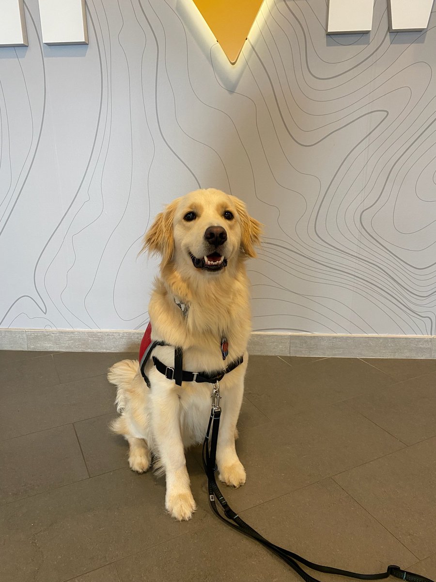 HeartsofGoldWV's tweet photo. Meet Hearts of Gold’s newest #ServiceDogTeam! Congratulation John and Partner!! https://t.co/2N8mPCY2vR