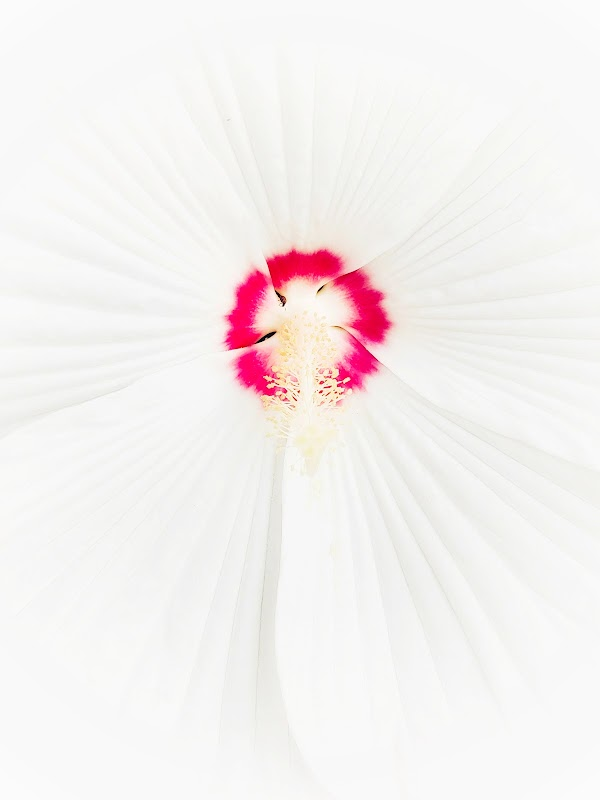 SquadDAO tweet media