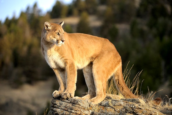 Postdoc opportunity with Univ Montana and Panthera on modeling puma movement and distribution Applications due 29 Oct 2021 Contact Dr. Hugh Robinson for more info (hugh.robinson@umontana.edu)