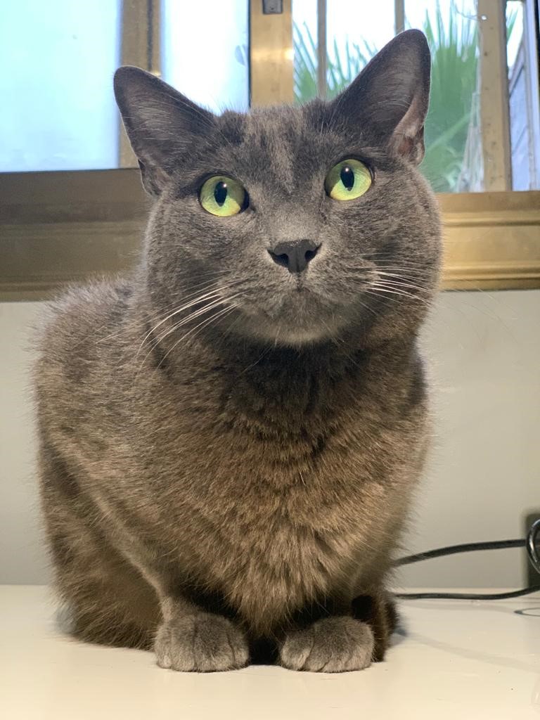 Provitas3's tweet photo. LUCAS se ha perdido en @santjustdesvern ¿LE AYUDAMOS A VOLVER A CASA? Extraviado la noche del 17 al 18 de septiembre en la zona c/Major - Sagrat Cor
Si le veis, llamad a los teléfonos 636780016 y  678425968 https://t.co/cqapaYSlnI