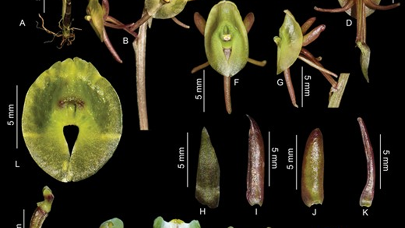 BotJLinnSoc's tweet photo. Integrative analyses of #Crepidium (#Orchidaceae, #Epidendroideae, #Malaxideae) shed more light on its relationships with #Dienia, #Liparis and #Malaxis. 
Kumar, Li &amp; Gale. #Orchids #HongKong  https://t.co/2KGJlnOhv5 https://t.co/YXMFbqVdDO