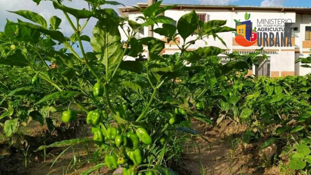 apure_minppau's tweet image. 🌱#20Septiembre🌱
🌞#SanFernando🌞
🍀#SemanaRadicalConciente🍀
.
🌀Nuestro Minppau - Apure, Seguimos Apoyando a los Medianos y Pequeños Productores Para Impulsar La Economía Agrourbana.
.
.
🌱Tu También Puedes Producir🌱
🍀¡Producir Es Vencer!🍀