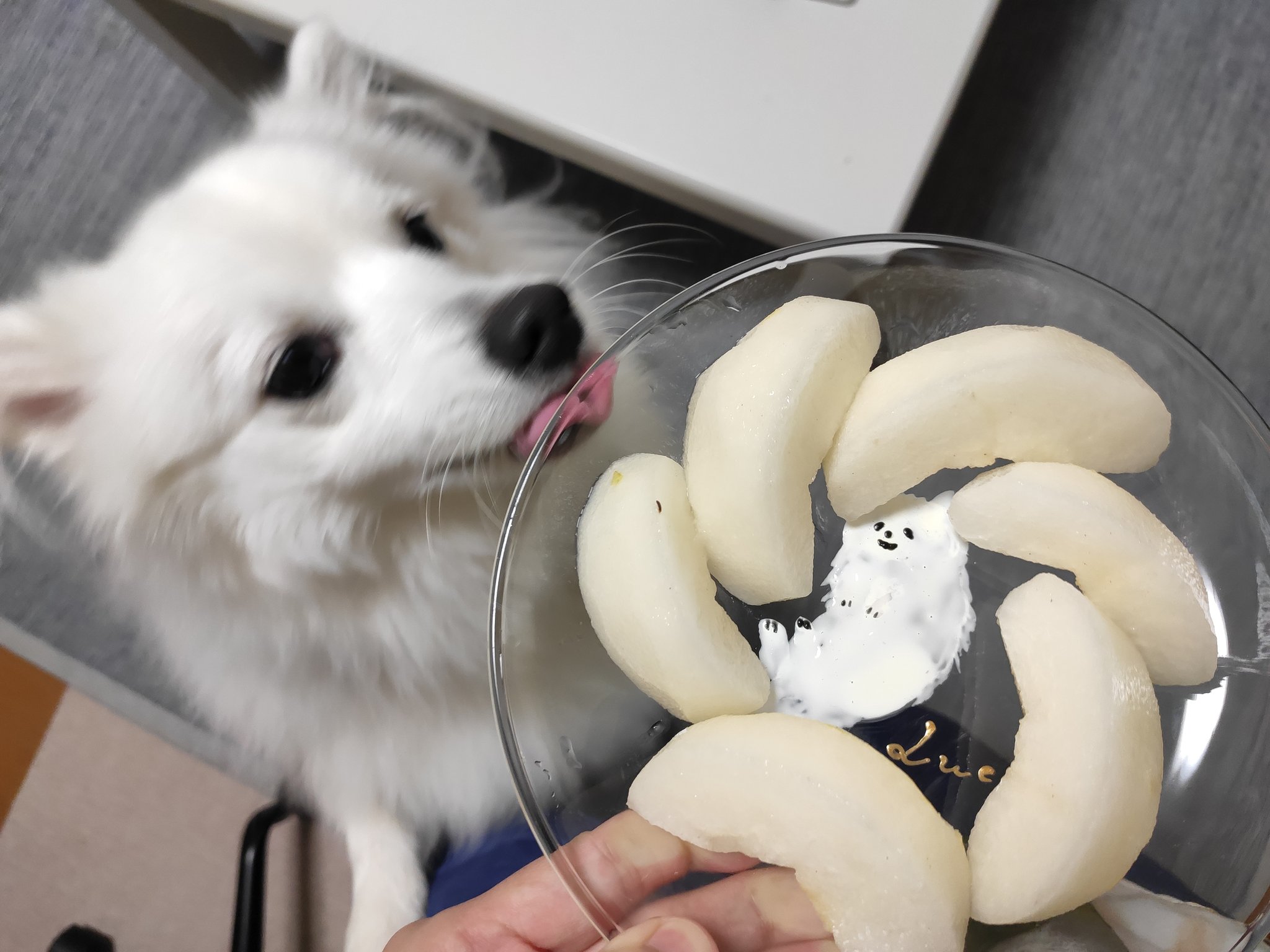 日本スピッツ ルカ Spitzluka Twitter