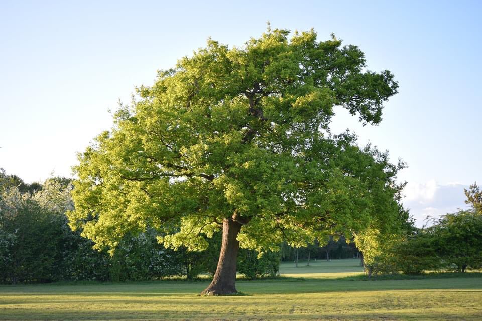 ScarthingwellGC tweet media