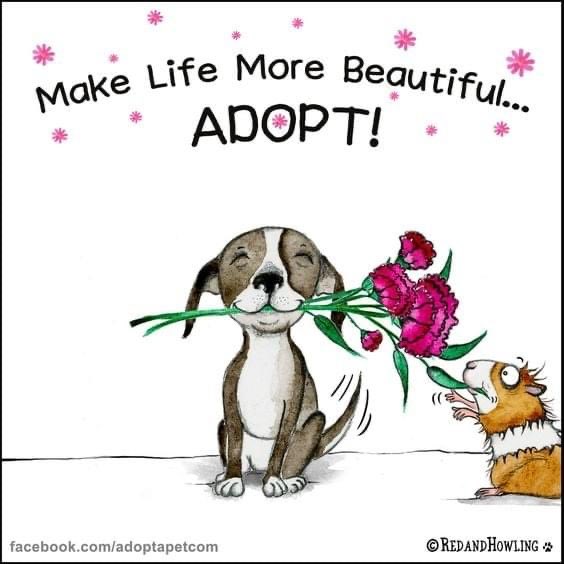 Fredericton SPCA (@frederictonspca) on Twitter photo 