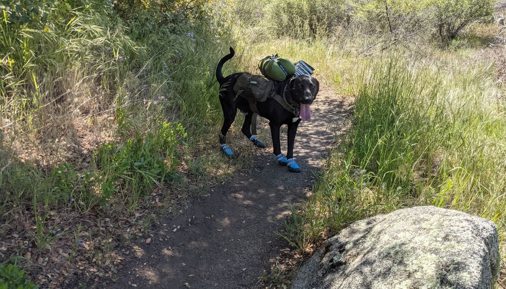 WanderingKM's tweet photo. In case you're curious. This is a happy camper.

#nature #travel #dogsofinstagram #dog #camping #outdoors https://t.co/q8qGa2gcbG
