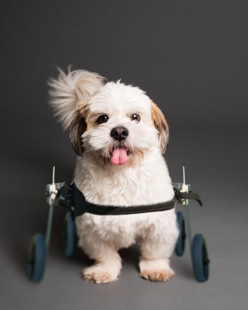WheelchairsDog's tweet photo. 🐕How To Get Your Dog Adjusted To a Dog Wheelchair

👉Read here and please share...https://t.co/tPqJHKDKzK

#dogwheelchair #handicappedpets #handicapable https://t.co/gwIqWdunxs