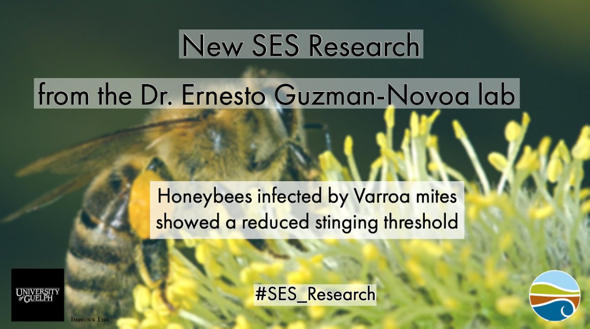 UofG_SES's tweet photo. New research from our Dr. Ernesto Guzman-Novoa lab and the @HBRC1 by @AlvaroDelaMora3, @MorfinNuria and others.
#Honeybees infected by varroa mites seem to sting faster, indicating an increase in defensive behaviour.
➡️https://t.co/7IqKcS7CXj
#Varroa #SES_research #UofG https://t.co/syAI6k008r
