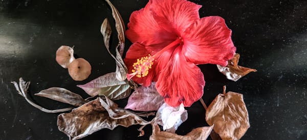 AnulataRajNair's tweet photo. दुख विरासत में मिलता है,
रिश्ते को मर जाना चाहिए अचानक, बिना वसीयत। 
- Anulata Raj Nair
[some dried fallen leaves from #my_garden] https://t.co/lj30QF2xyL