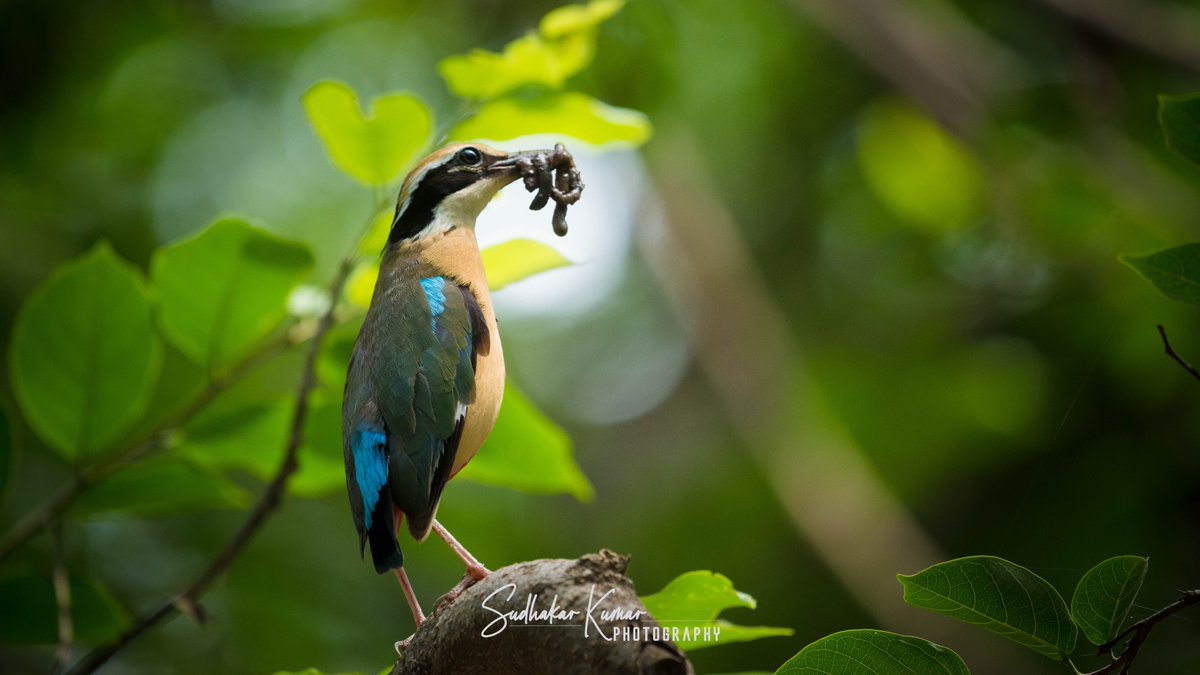 Do U know how many colors this bird has?
Bhondsi, Haryana
@NikonIndia @ParveenKaswan @IndiAves @Britnatureguide
#birdphotographersofindia #birdphotographyindia #birdsofindia #indianbirds #indian_birdphotographers #wildlife_india #wildlifephotography #IndiAves #nikonindiaofficial
