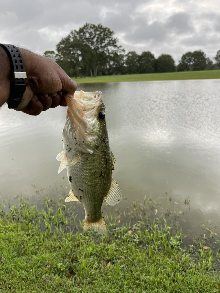 A. Rod White tweet media