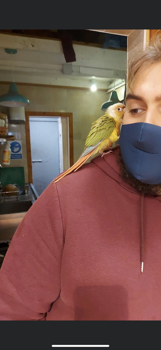 This little guy is hanging around Fresh Avenue Ballinteer . We’d love to keep him but I’m sure he’d prefer to be back in his home . Anyone missing a bird ?