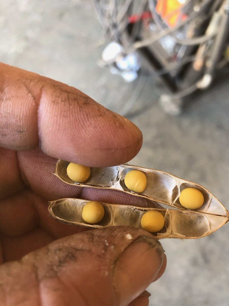 SeanCochrane1's tweet photo. Remember the 5 bean pod contest? Have a new believer that the mythical 5 bean pod exists! @JamesByvelds 28-15RY big find! Anyone else finding them?! #Dekalb @DEKALB_Canada #Bayer @BayerCanada #OntAg #harvest21 https://t.co/FA5kZsIX5L